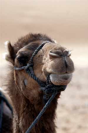 Tours in Morocco